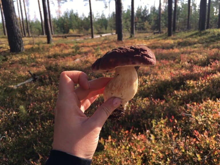 Грибной тур